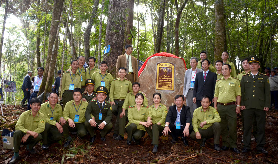 108[-]cây[-]Thông[-]hai[-]lá[-]dẹt[-]cổ[-]thụ[-]trong[-]Vườn[-]Quốc[-]gia[-]Bidoup[-]-[-]Núi[-]Bà[-]được[-]vinh[-]danh[-]Cây[-]Di[-]sản[-]Việt[-]Nam